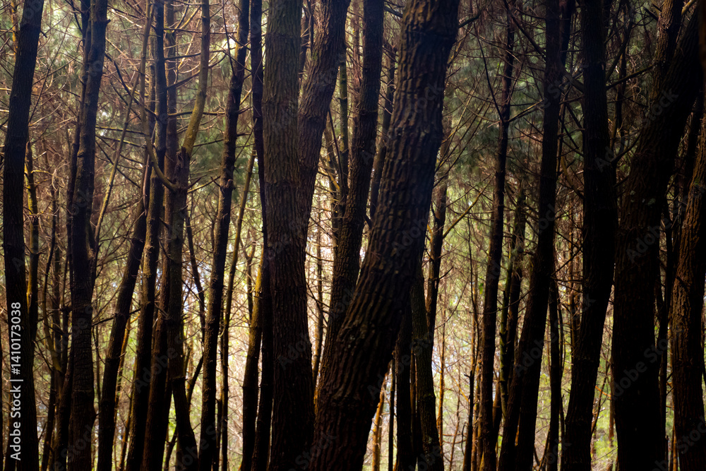 Obraz premium trees in the forest