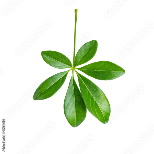Obraz na płótnie Fresh green Schefflera leaf isolated on transparent background with clipping path included w salonie