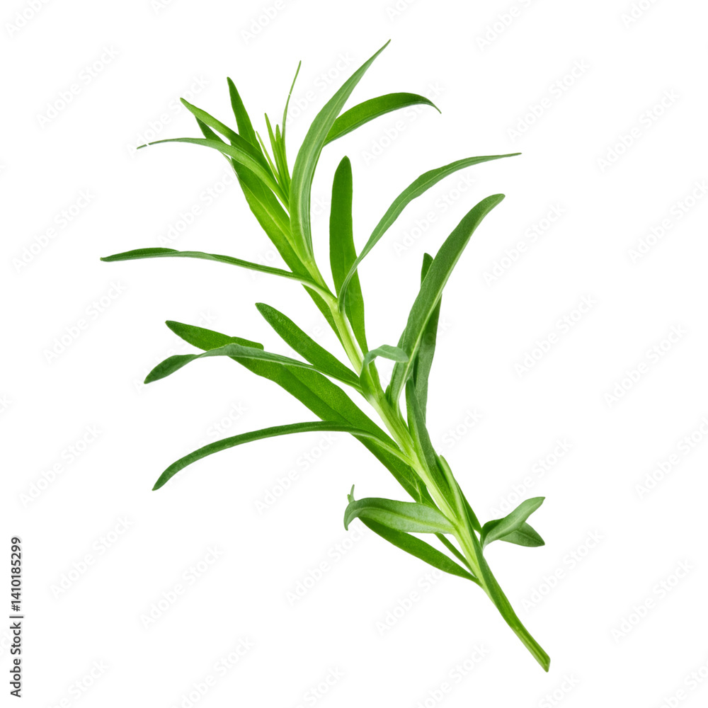 Close up of a tarragon sprig, isolated on a transparent background, perfect for food and beverage projects Close up of a tarragon sprig, isolated on a transparent background, perfect for food and beverage projects