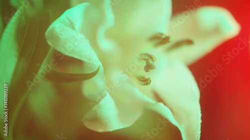 Flower,White,Red,Blue,Yellow,Green,Purple,Lily,Petal,Water Droplets,Light and Dark,Lighting,Skeleton,Lenz Flare,Flicker,FI,FO,Soft Focus,C-UP,HS