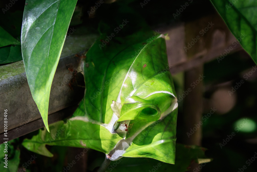 Weaver Ants at Work – Oecophylla smaragdina Nesting on Leaf in Hong Kong