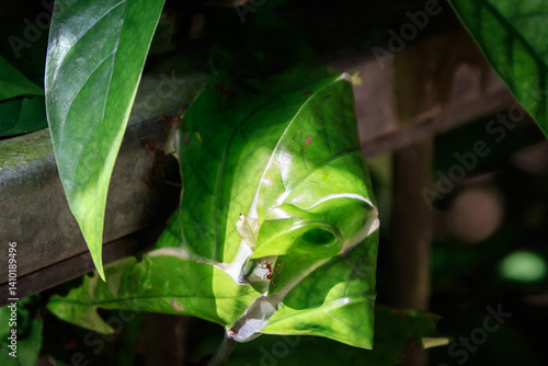 Obraz na płótnie Weaver Ants at Work – Oecophylla smaragdina Nesting on Leaf in Hong Kong w salonie