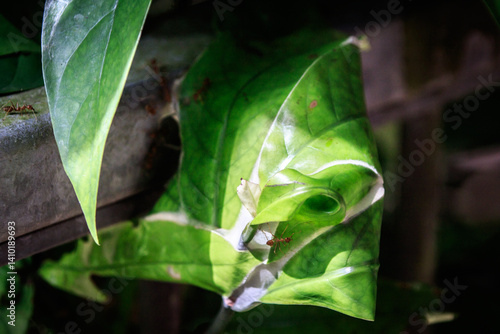Weaver Ants at Work – Oecophylla smaragdina Nesting on Leaf in Hong Kong