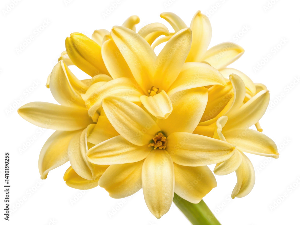 Obraz premium beautiful hyacinth flower in vibrant yellow blooms gracefully, showcasing its delicate petals and inviting charm