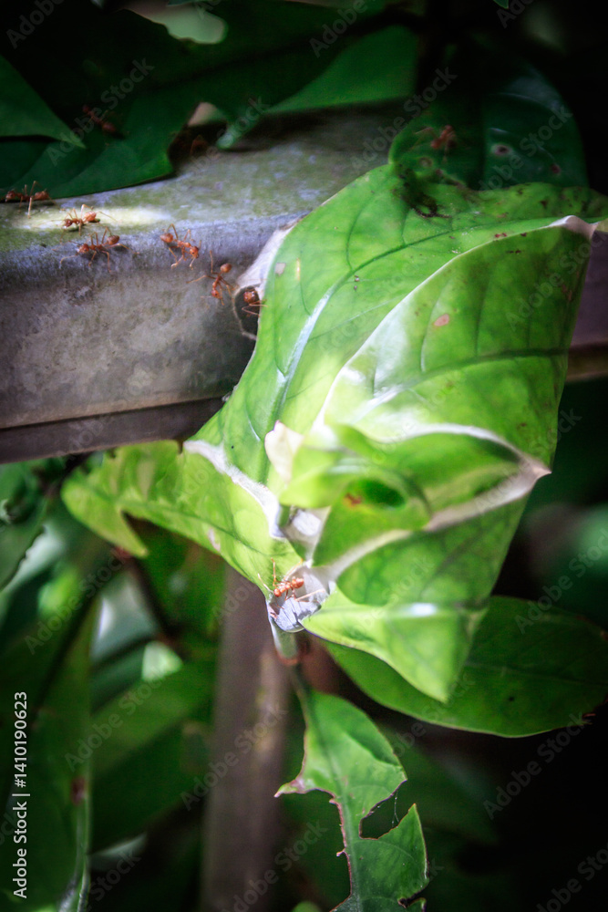 Weaver Ants at Work – Oecophylla smaragdina Nesting on Leaf in Hong Kong