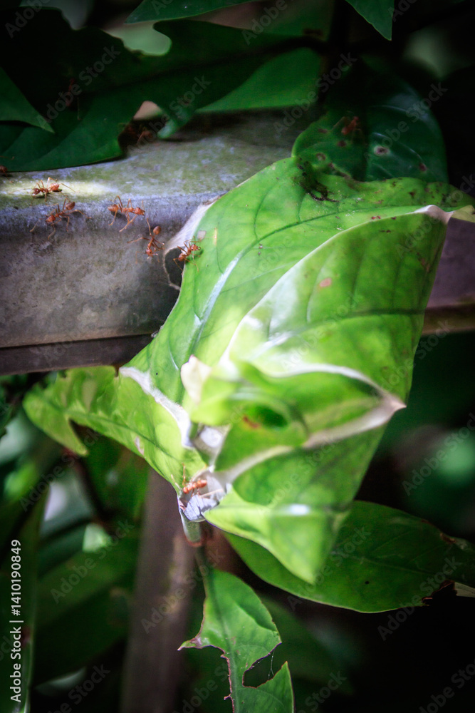 Weaver Ants at Work – Oecophylla smaragdina Nesting on Leaf in Hong Kong