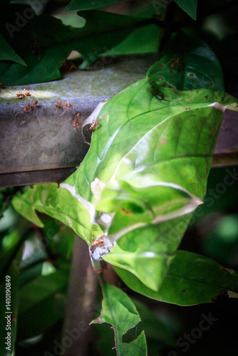 Weaver Ants at Work – Oecophylla smaragdina Nesting on Leaf in Hong Kong