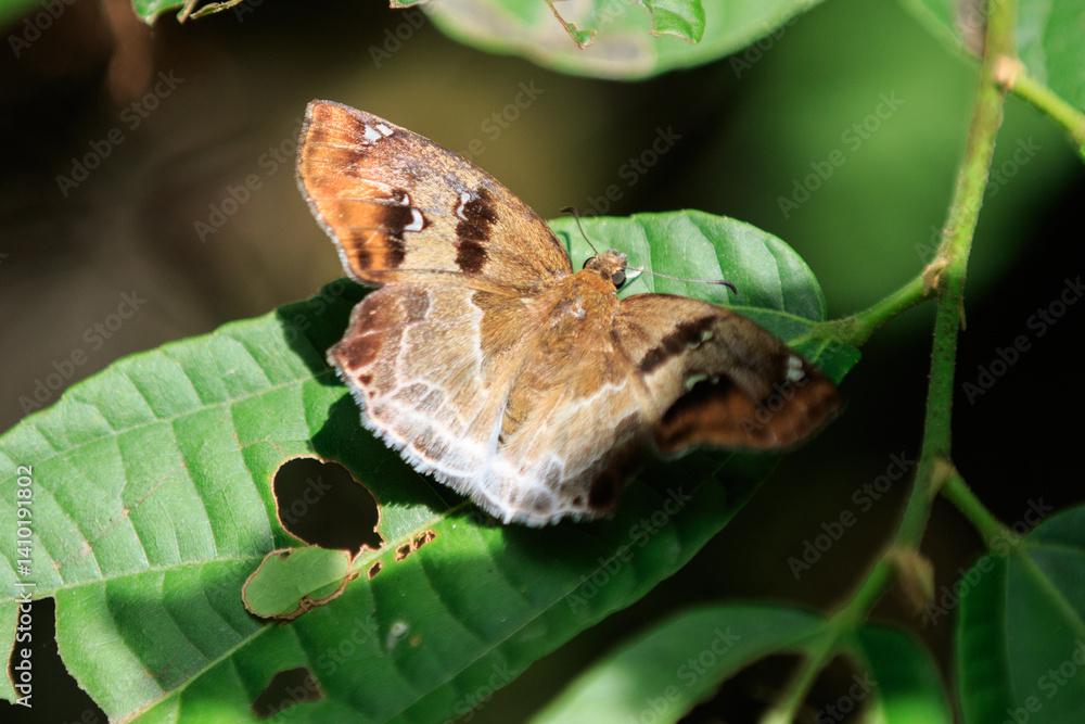 Brown and White Butterfly on a Green Leaf