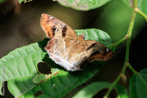 Obraz na płótnie Brown and White Butterfly on a Green Leaf w salonie