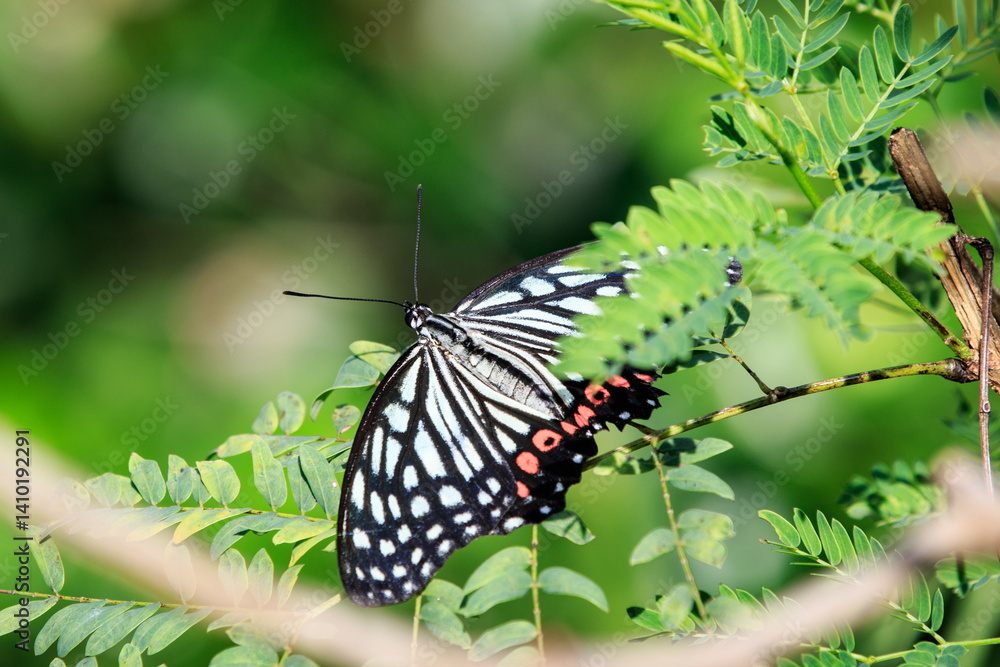 Red Ring Skirt Butterfly (Hestina assimilis) on Green Foliage