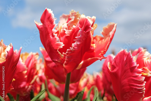 Red with white edges frilled parrot Tulip, tulipa ‘Dee Jay Parrot’ in flower.