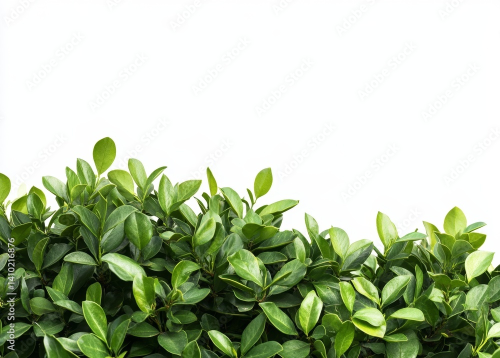 Obraz premium Lush green foliage border