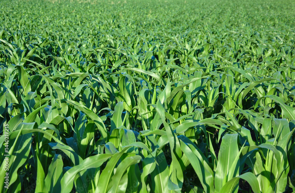 green field of young corn background. selective focus. corn growing green field of young corn background. selective focus. corn growing