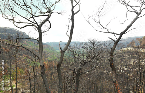 Burnt mountain forest after a fire. Carmel Mountains. It is a popular recreation area and one of the largest forests in Israel