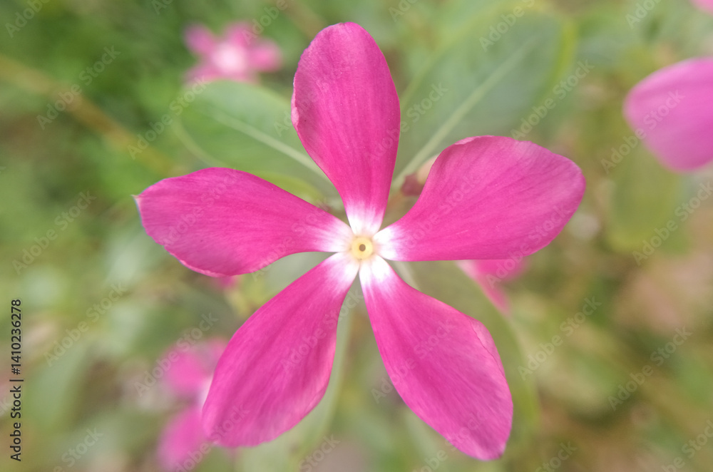 close-up of a pink flower close-up of a pink flower