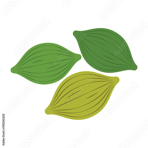 Cardamom Pods Botanical  Illustration