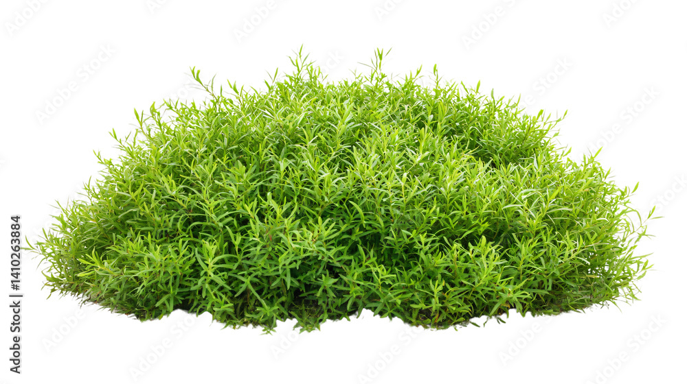 Fototapeta premium Vibrant Green Grass Bush Isolated on White Background for Nature Concept Design