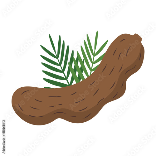 Tamarind Pod Illustration for Culinary and Herbal Uses