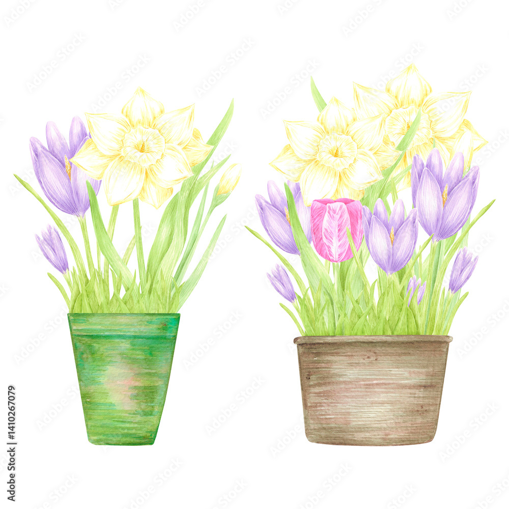 Hand drawn watercolor daffodil crocus and tulip with green leaves in a pot isolated on white background. Can be used for postcard, label, scrapbook and other printed products. Hand drawn watercolor daffodil crocus and tulip with green leaves in a pot isolated on white background. Can be used for postcard, label, scrapbook and other printed products.