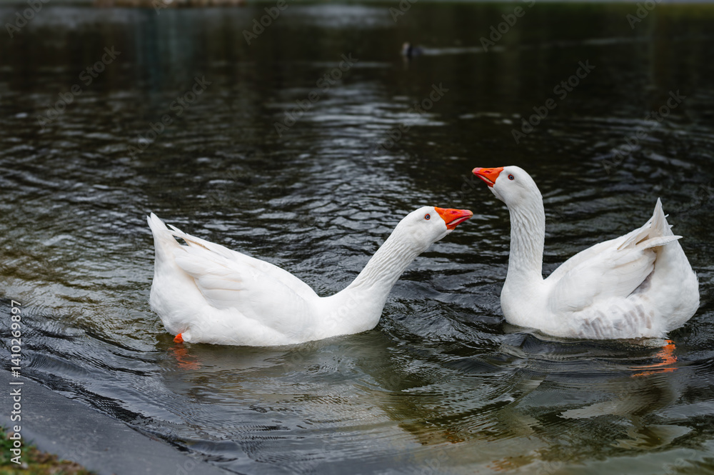 Fototapeta premium Two Geese Swimming in a Lake