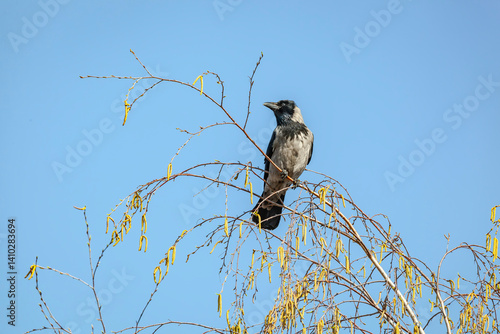 Eine Nebelkrähe überblickt den Boden von einem Birkenzweig aus.