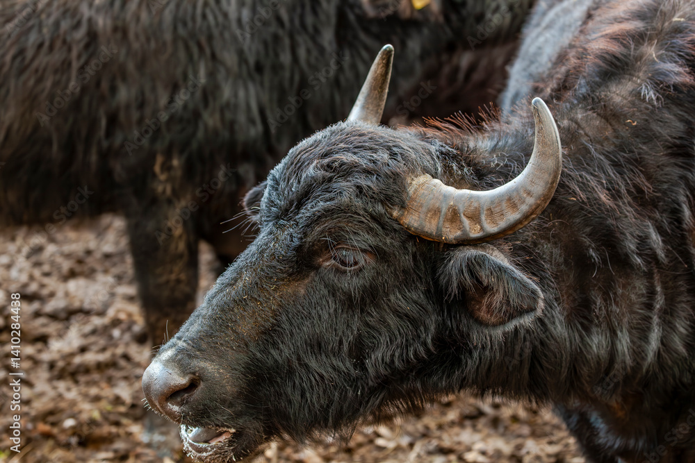 Fototapeta premium Kopf eines Wasserbüffels beim Grasen