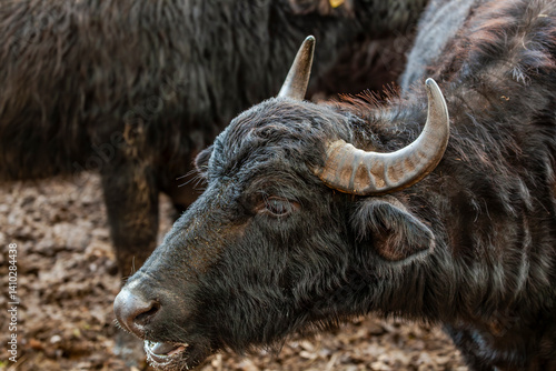 Kopf eines Wasserbüffels beim Grasen