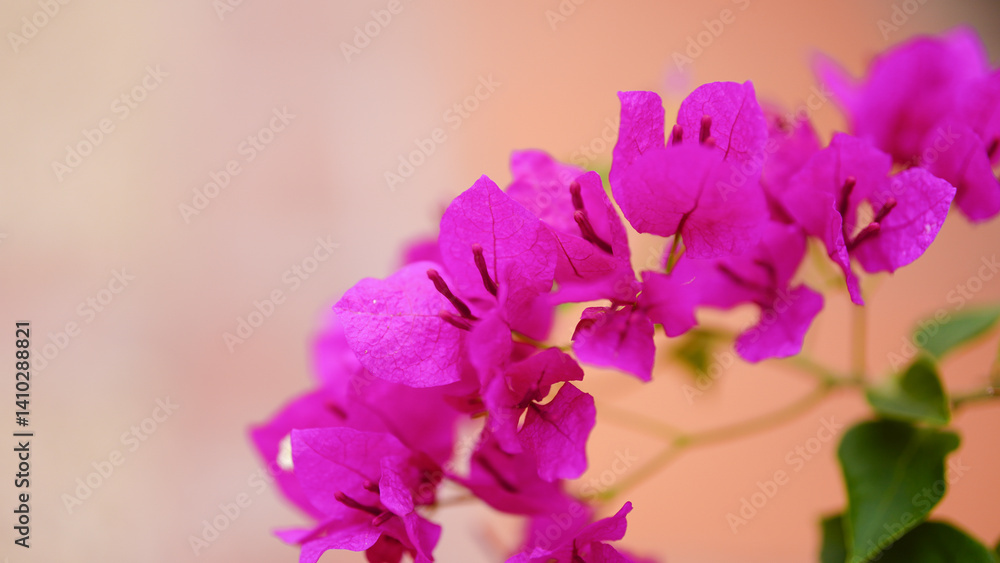 Obraz premium Pink bougainvillea flower in the garden. Paper flower, Bougainvillea glabra Choisy.