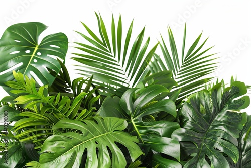 Lush foliage with vibrant green monstera and palm fronds against a crisp white background