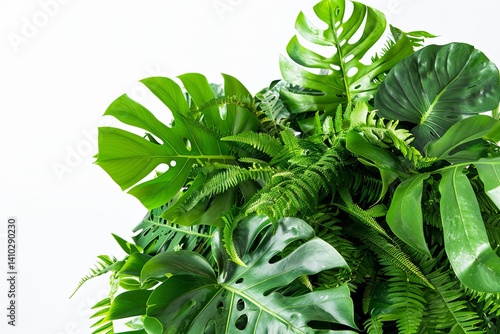 Lush green foliage featuring ferns and Monstera leaves against a bright, clean backdrop