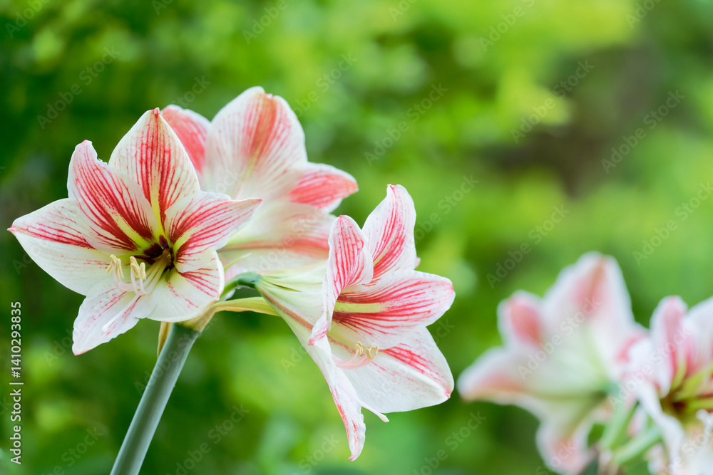 Fototapeta premium amaryllis