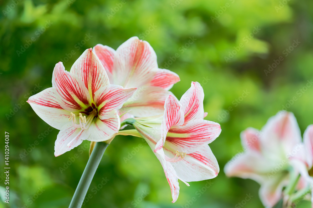 Fototapeta premium amaryllis