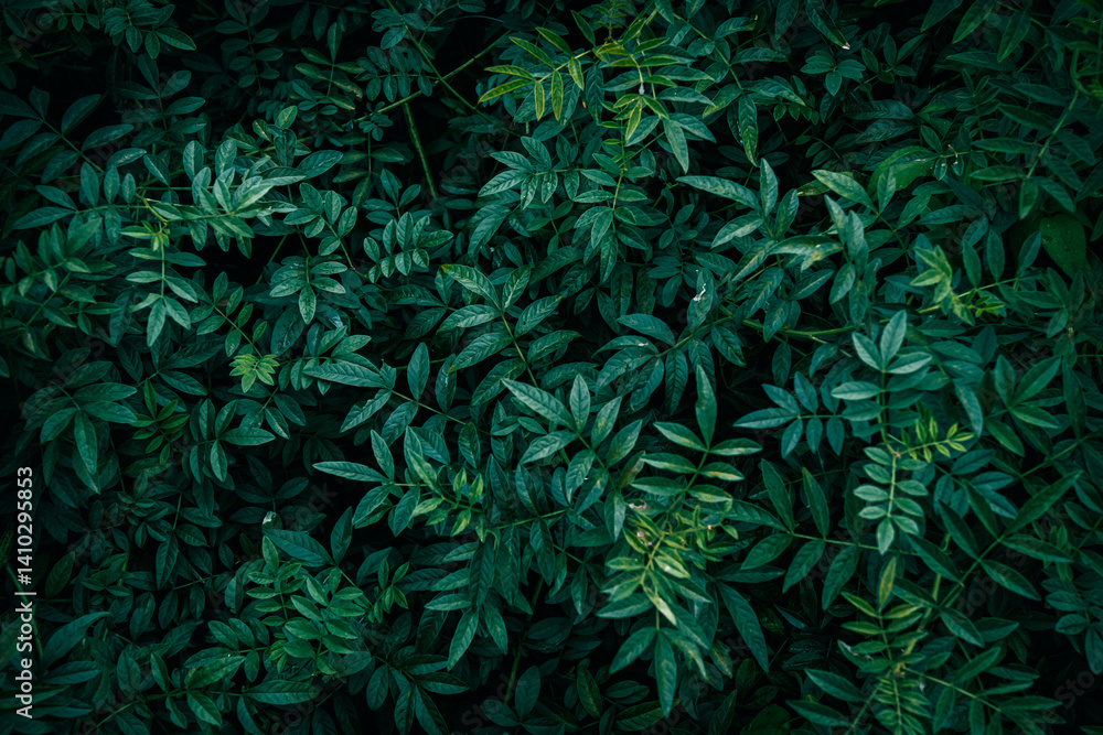 Fototapeta premium German liquorice plant green leaves texture pattern
