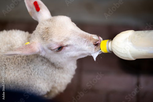A white newborn baby lamb uses a plastic baby bottle with a yellow teat. The ewe is being fed colostrum from a bottle. The ears are pinkish.  The coat of the domestic animal is soft.