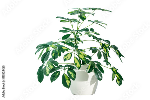 Young Schefflera a potted plant isolated, Beautiful Umbrella Tree Plant known as schefflera home plant in white ceramic pot. Home decor, greenhouse plant for modern interior decoration	
