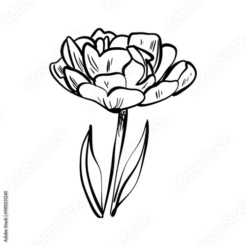 Peony flower in sketch doodle style. Flower for background, texture, wrapper pattern, frame or border.