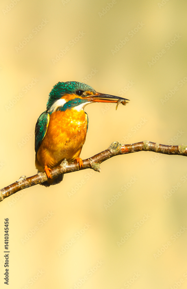 Kingfisher, Scientific name: Alcedo atthis.  Close up portrait of a female Kingfisher, perched on a branch with small fish in her beak.  Facing right. Clean background, vertical.  Copy space.