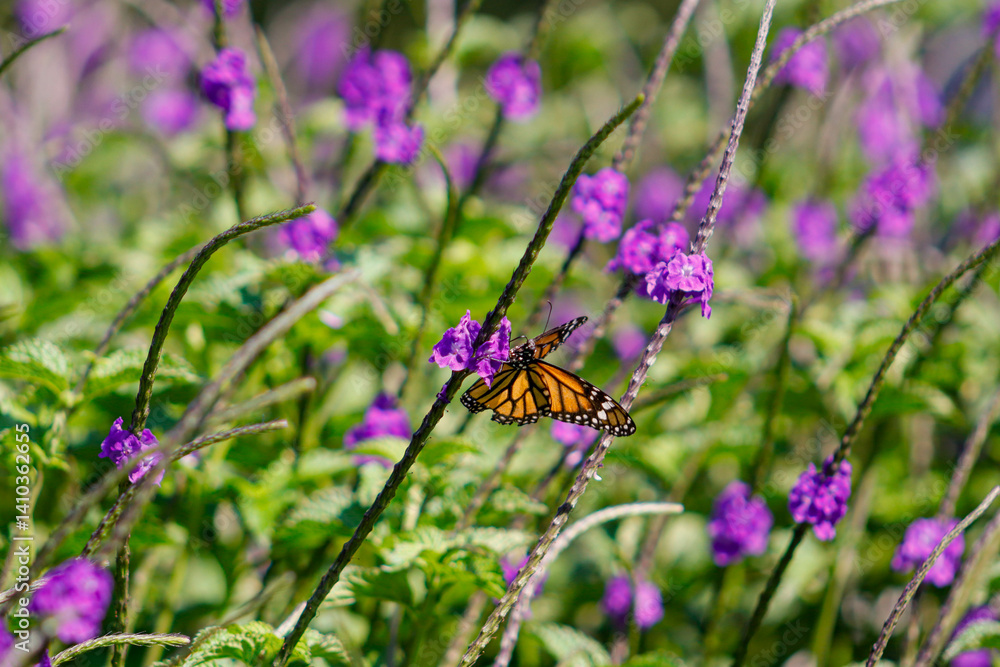 Mariposa monarca posada en una flor 