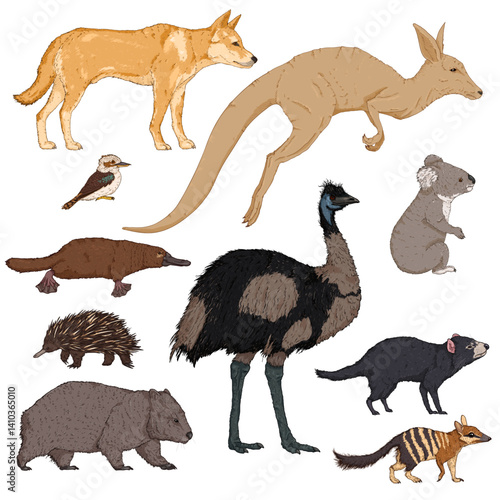Set of Cartoon Illustrations of Australian Animals