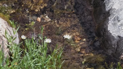 Macro footage shows Dichodon cerastoides, a European mountain wildflower species in the pink family, blooming in an alpine habitat.