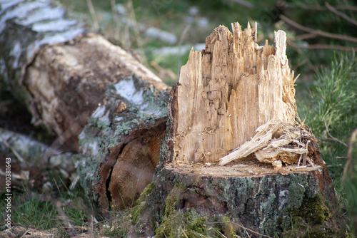 Fototapeta Naklejka Na Ścianę i Meble -  Leżąca ścięta brzoza 