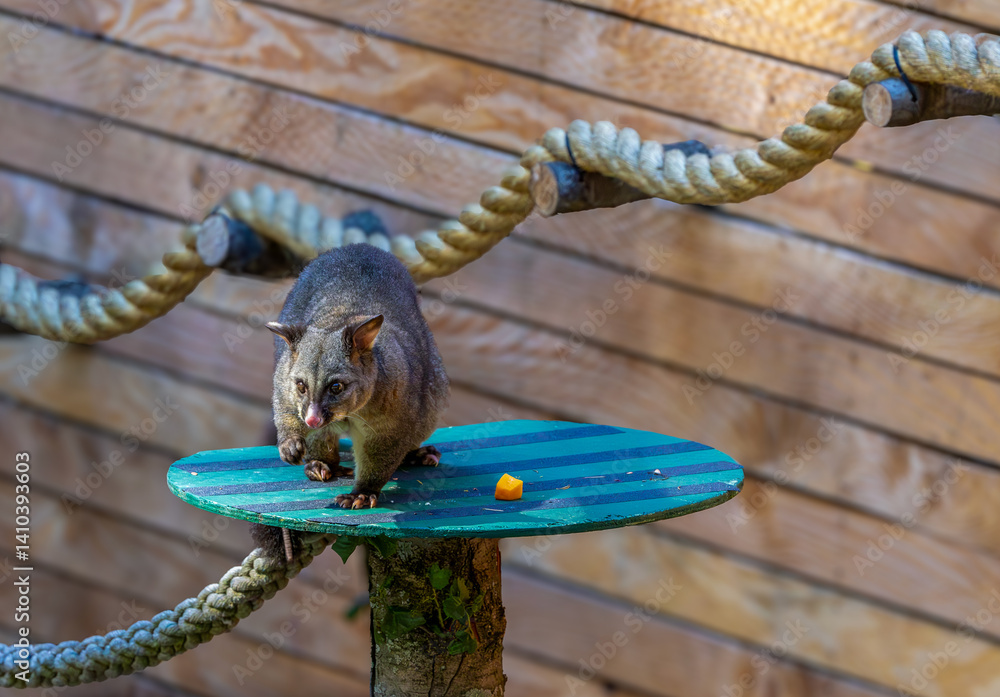 Common Brushtail Possum (Trichosurus vulpecula), native to Australia but were introduced to New Zealand