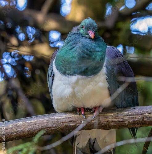 Obraz na płótnie Kereru, or New Zealand pigeon or wood pigeon (Hemiphaga novaeseelandiae) in the South Island, New Zealand w salonie