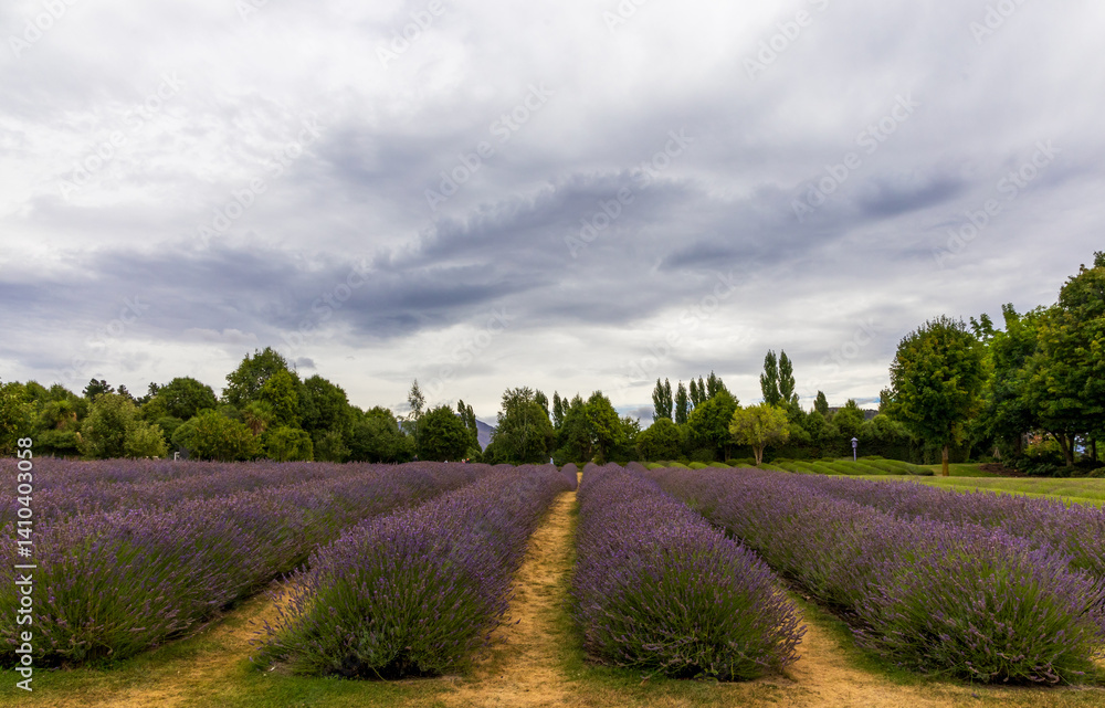 Beautiful lavender fields in the South Island, New Zealand