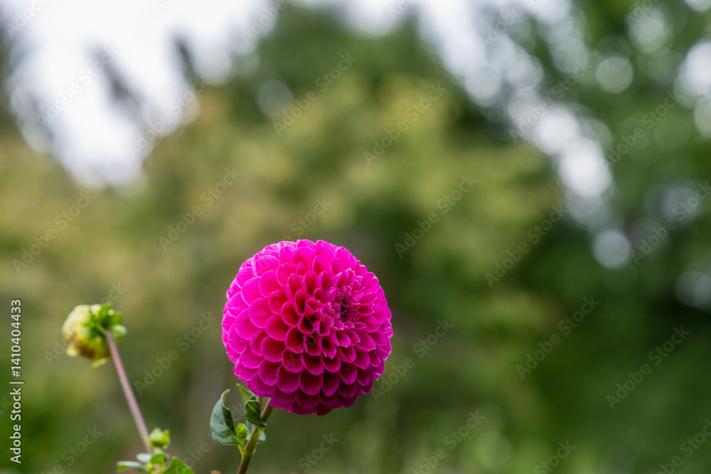 Close-up of a dahlia flower in full bloom in the South Island, New Zealand