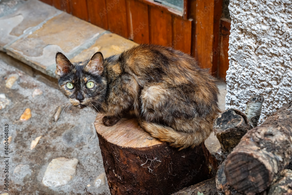 Small stray cat resting on a pile of firewood piled up on the street of a village in Spain