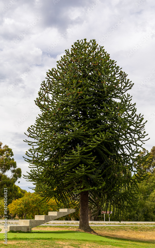 Araucaria or monkey puzzle tree in South Island, New Zealand