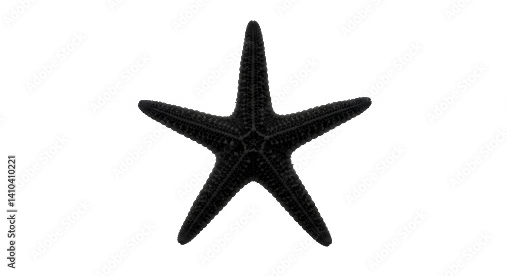 Black starfish isolated on white background image Black starfish isolated on white background image