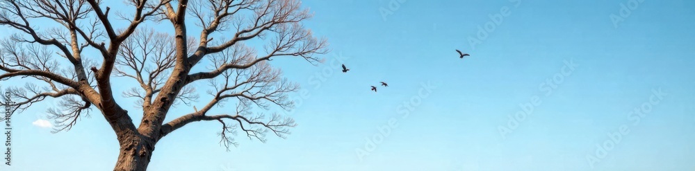 Branches of bare tree against clear sky with birds flying high in the air, wildlife, nature Branches of bare tree against clear sky with birds flying high in the air, wildlife, nature