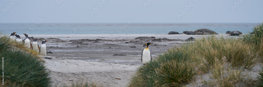 Fototapeta premium King Penguin (Aptenodytes patagonicus) walking along a beach with tussock grass on Sea Lion Island in the Falkland Islands.